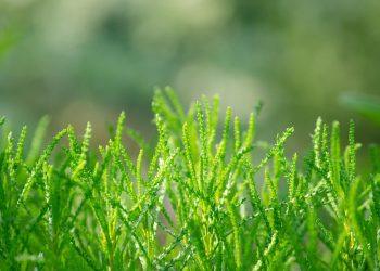 10 Stress-Reducing Herbs to Soothe Your Mind Today