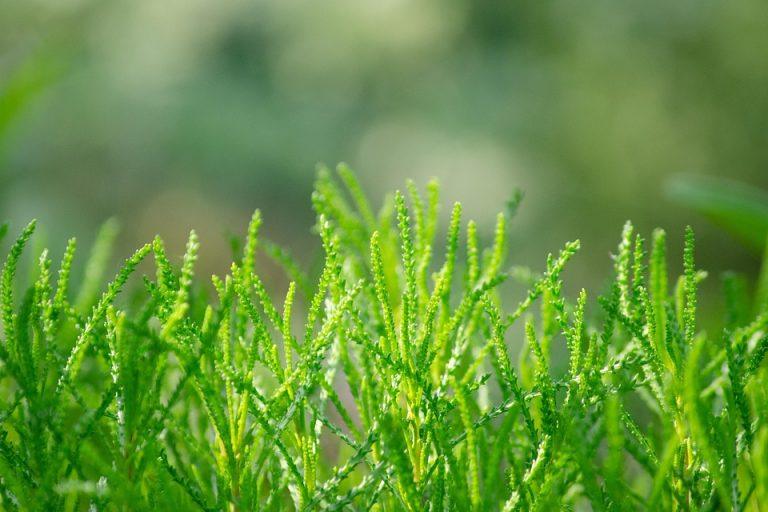 10 Stress-Reducing Herbs to Soothe Your Mind Today