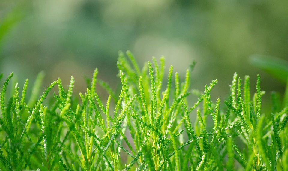 10 Stress-Reducing Herbs to Soothe Your Mind Today