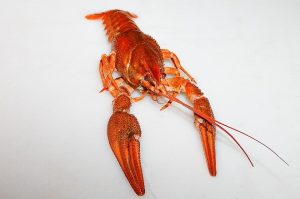 10 Superfoods That Fight Cancer Naturally