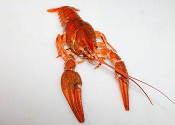 10 Superfoods That Fight Cancer Naturally