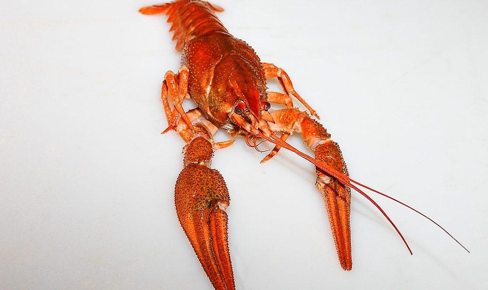 10 Superfoods That Fight Cancer Naturally