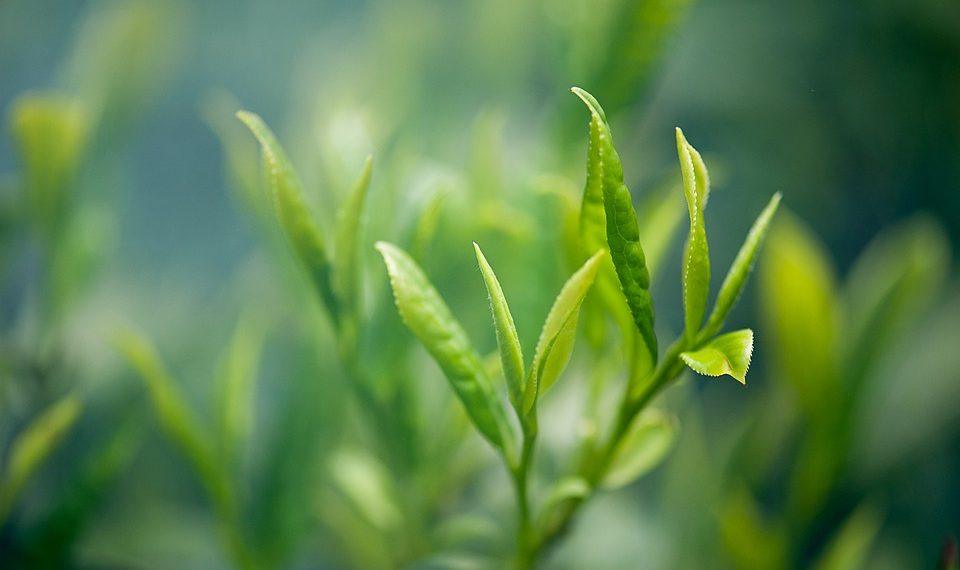 10 Surprising Benefits of Drinking Green Tea Daily