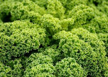 10 Surprising Benefits of Going Vegan for Your Health