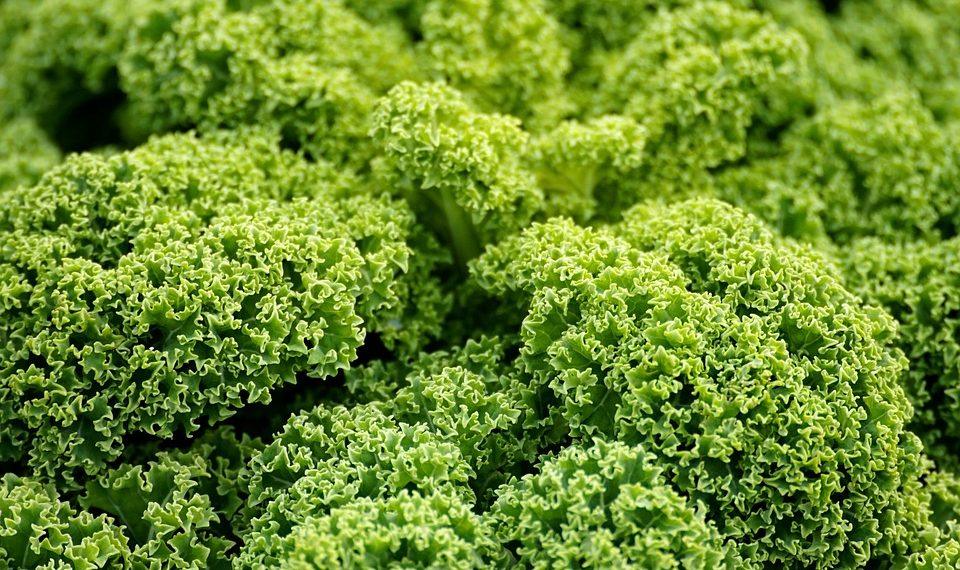 10 Surprising Benefits of Going Vegan for Your Health