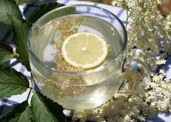 10 Surprising Benefits of Moringa Extract You Need to Know