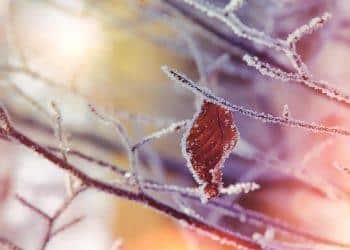 10 Surprising Benefits of Moringa Leaves You Need to Know