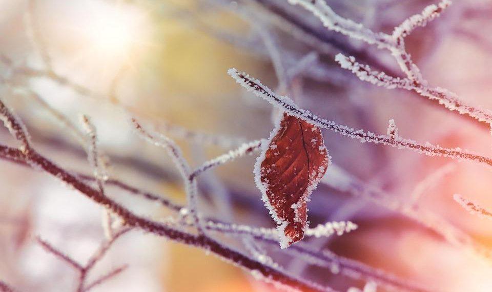 10 Surprising Benefits of Moringa Leaves You Need to Know