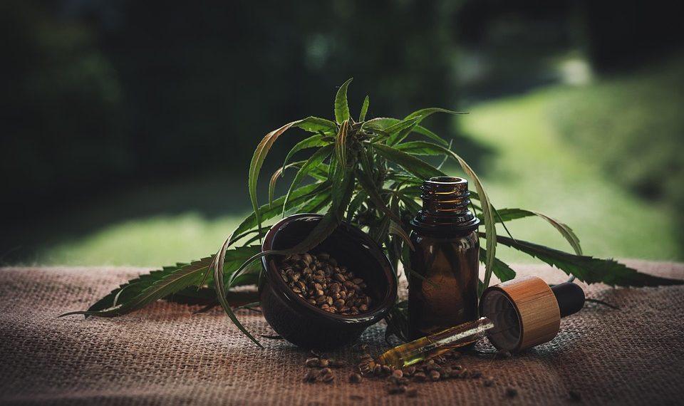 10 Surprising Benefits of Moringa You Need to Know