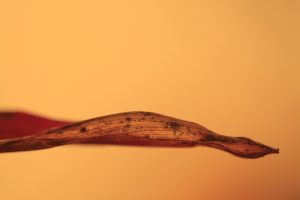 10 Surprising Benefits of Pure Moringa for Your Health