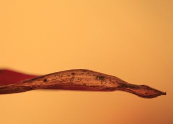 10 Surprising Benefits of Pure Moringa for Your Health