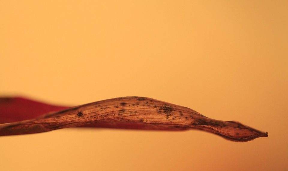 10 Surprising Benefits of Pure Moringa for Your Health