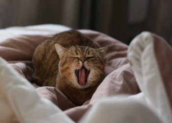 10 Surprising Benefits of Type I Collagen for Your Skin