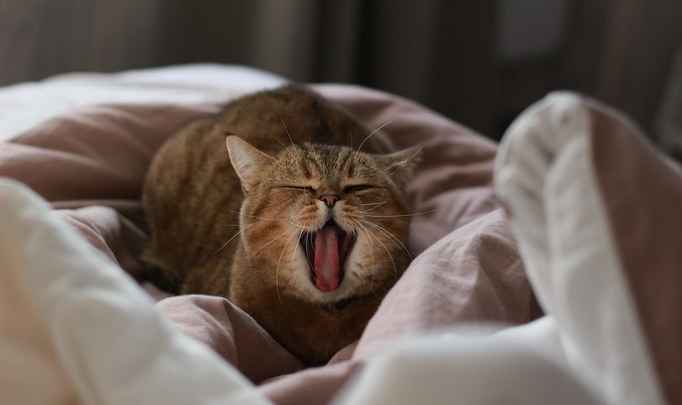 10 Surprising Benefits of Type I Collagen for Your Skin