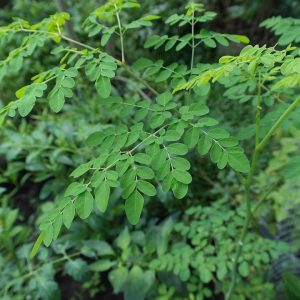 10 Surprising Health Benefits of Moringa Oleifera