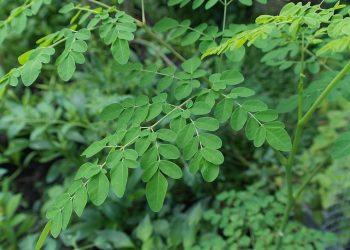 10 Surprising Health Benefits of Moringa Oleifera