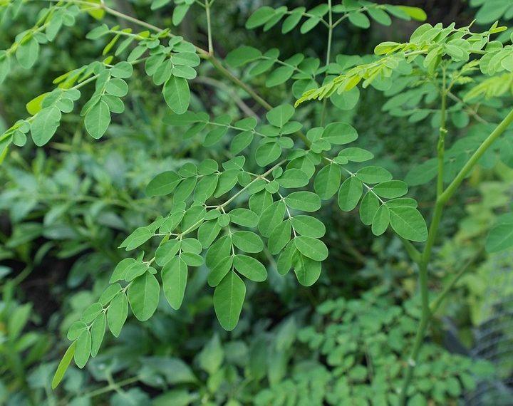 10 Surprising Health Benefits of Moringa Oleifera