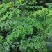 10 Surprising Health Benefits of Moringa Oleifera