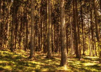 10 Surprising Mood Boosters You Need to Try Today