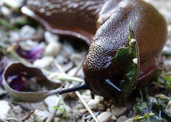 10 Surprising Moringa Nutrition Facts You Need to Know