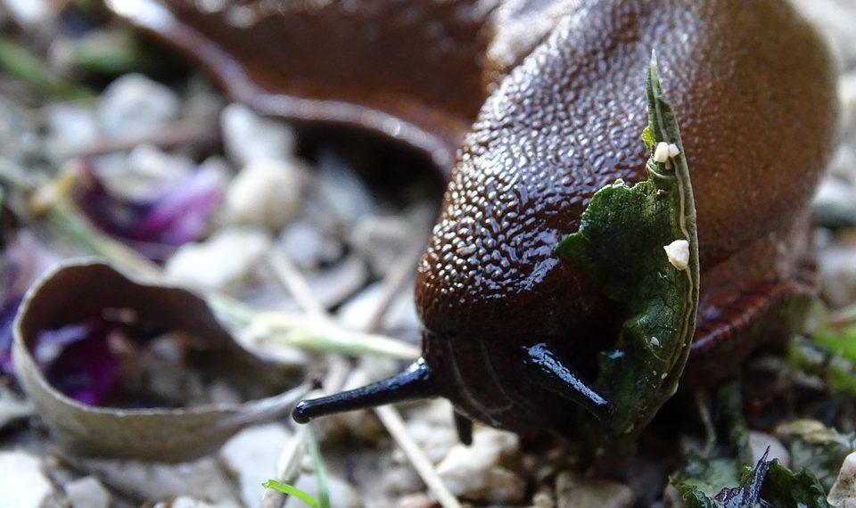 10 Surprising Moringa Nutrition Facts You Need to Know