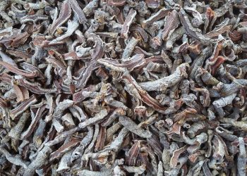 7 Surprising Benefits of Turmeric You Need to Know