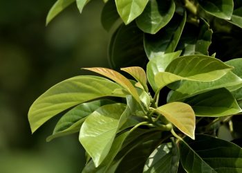 10 Natural Remedies to Boost Your Hair Growth Fast