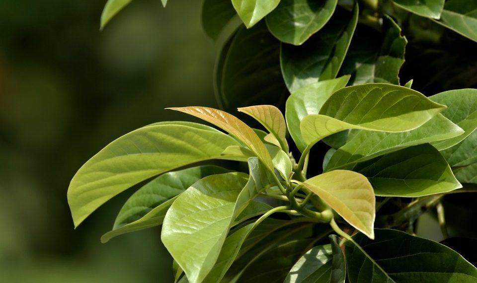 10 Natural Remedies to Boost Your Hair Growth Fast