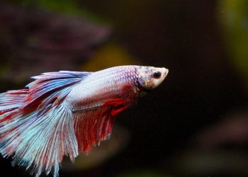 5 Surprising Benefits of Calcium Beta Hydroxybutyrate