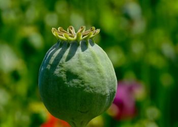 7 Amazing Benefits of Moringa Capsules You Need Today