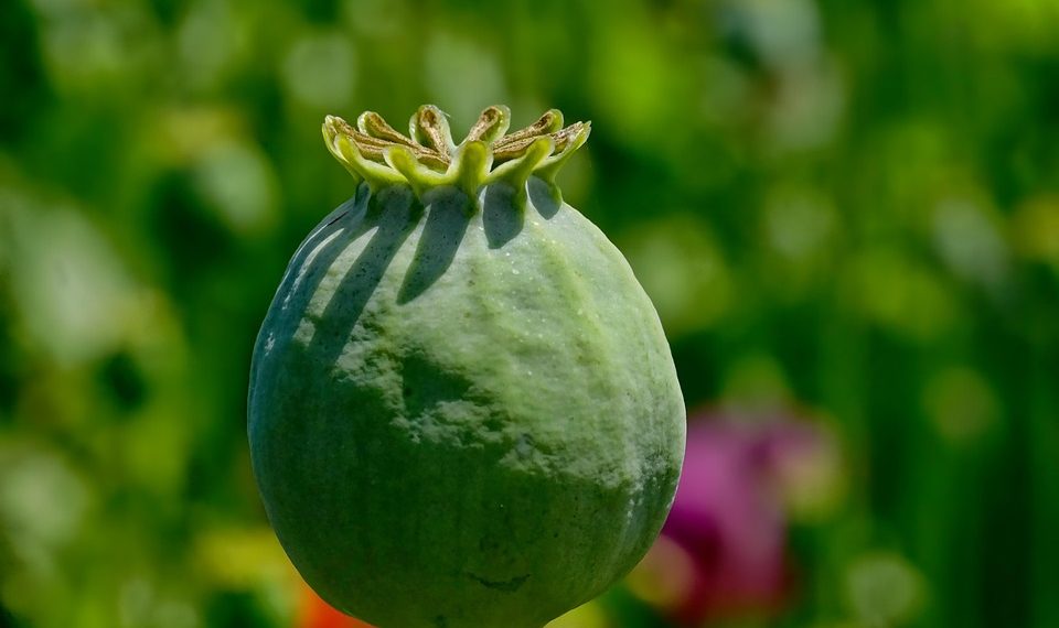 7 Amazing Benefits of Moringa Capsules You Need Today