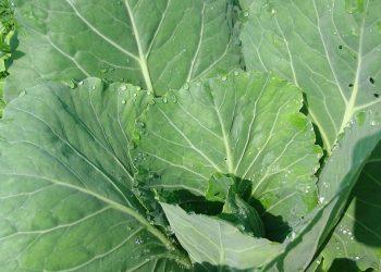 7 Amazing Ways Collagen Transforms Your Skin