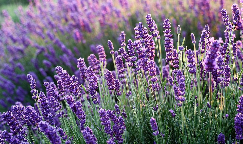 7 Anti-Anxiety Herbs You Need in Your Life Today