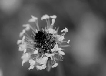 7 Anti-Inflammatory Foods You Need in Your Diet Today