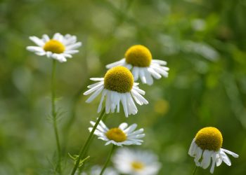 7 Bladder Calming Herbs for Ultimate Relief and Comfort