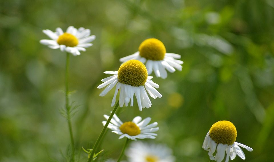 7 Bladder Calming Herbs for Ultimate Relief and Comfort