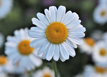 7 Bladder Soothing Herbs for Ultimate Comfort