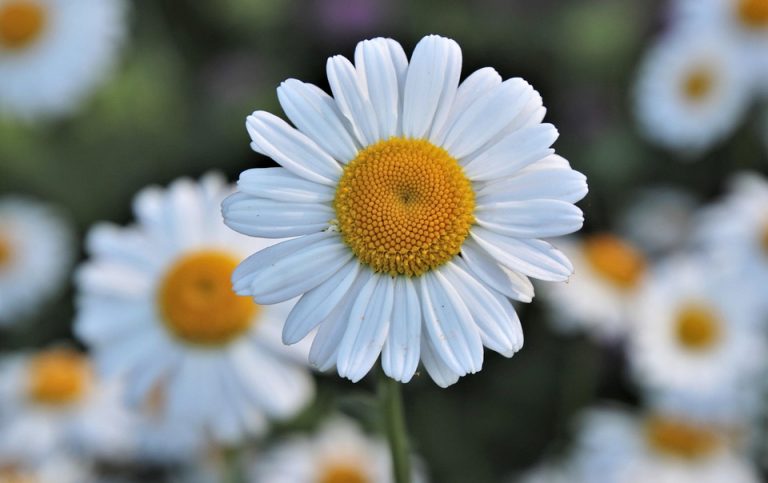 7 Bladder Soothing Herbs for Ultimate Comfort