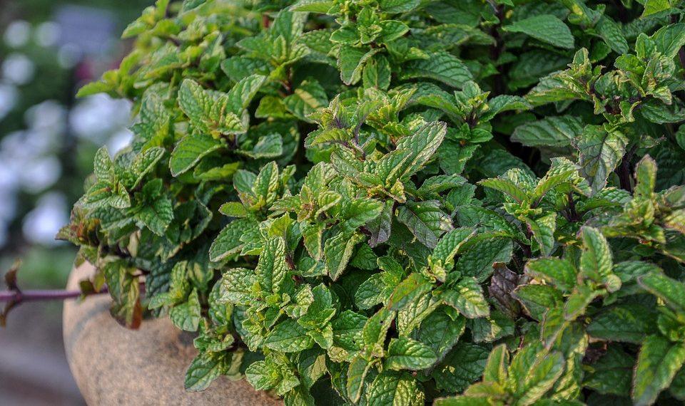 7 Detox Teas That Will Transform Your Health Today