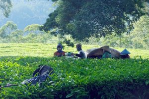 7 Fat-Burning Teas You Need to Try Today