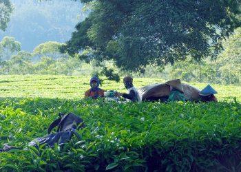 7 Fat-Burning Teas You Need to Try Today