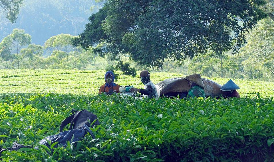 7 Fat-Burning Teas You Need to Try Today