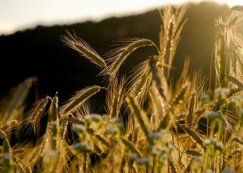 7 Foods That Instantly Lift Your Mood