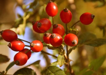 7 Herbal Detox Recipes for a Fresh Start