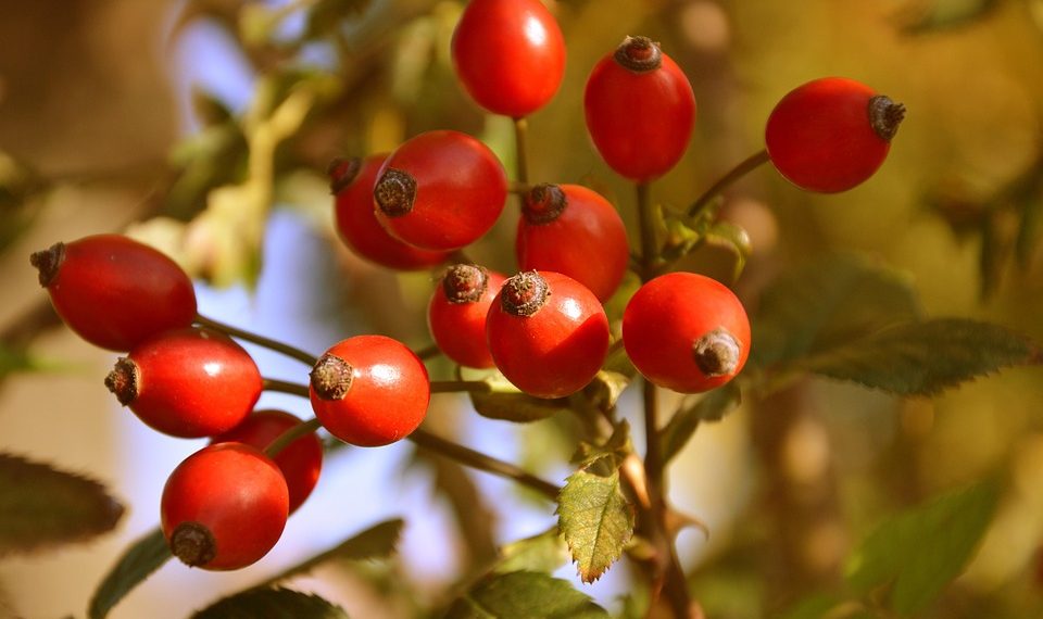 7 Herbal Detox Recipes for a Fresh Start