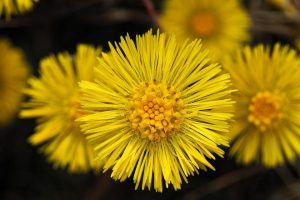 7 Herbal Detox Secrets for a Healthier You