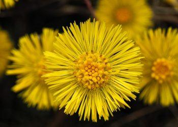 7 Herbal Detox Secrets for a Healthier You