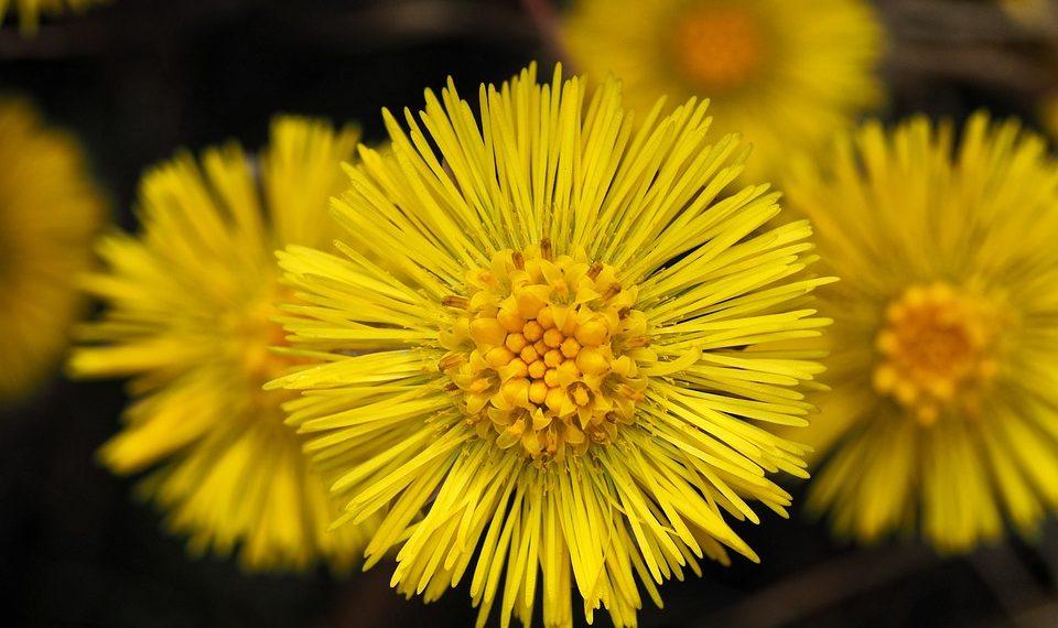 7 Herbal Detox Secrets for a Healthier You