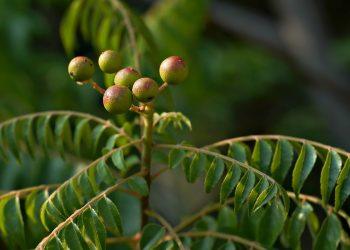 7 Herbal Remedies for a Restful Night’s Sleep