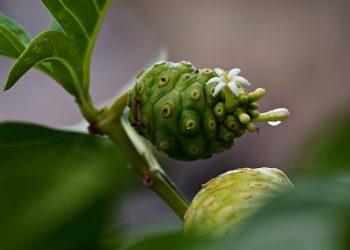 7 Herbs to Banish Stress and Boost Your Mood Today